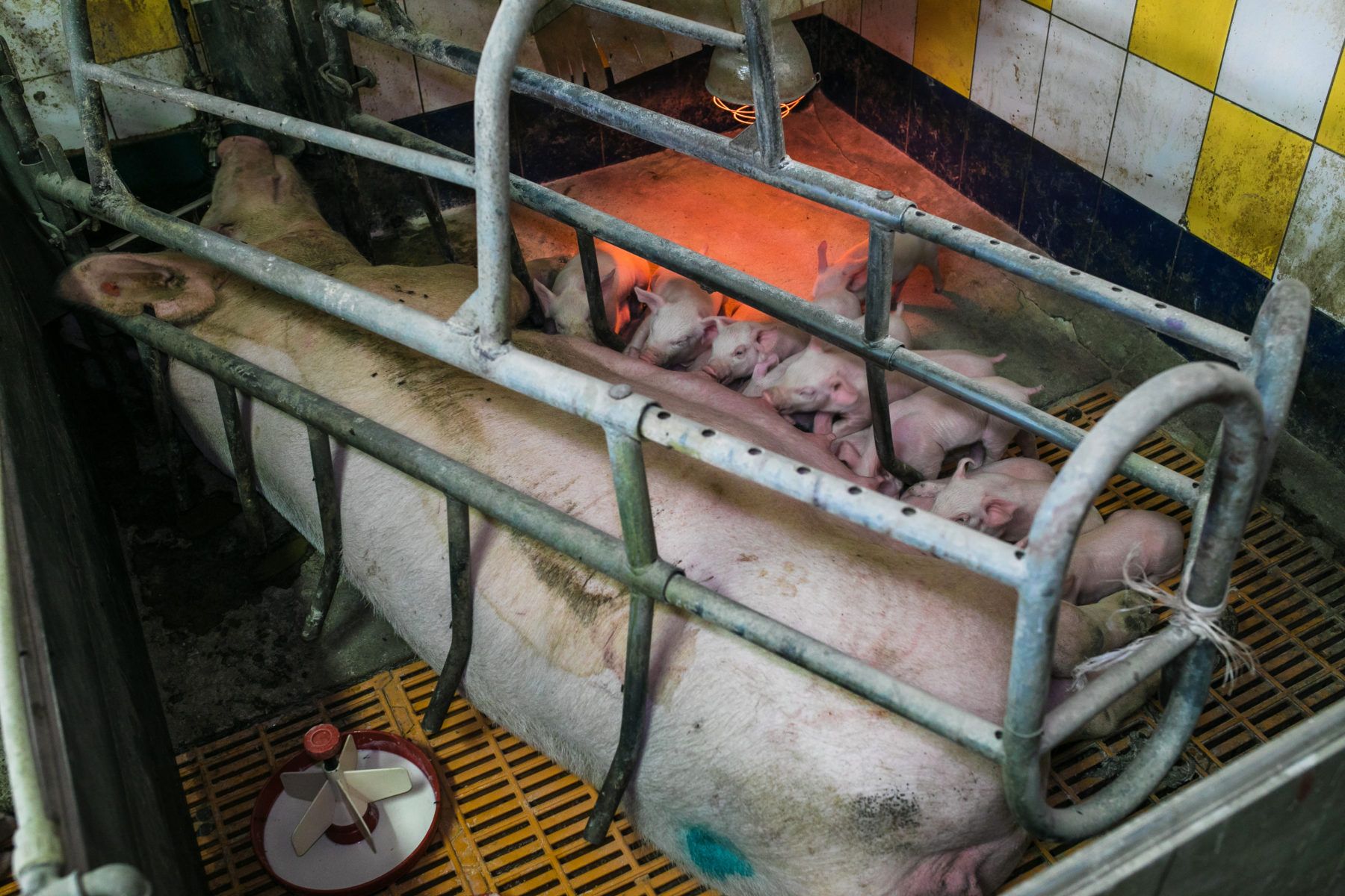 Purke som ligger i trang bås mens grisungene får melk 