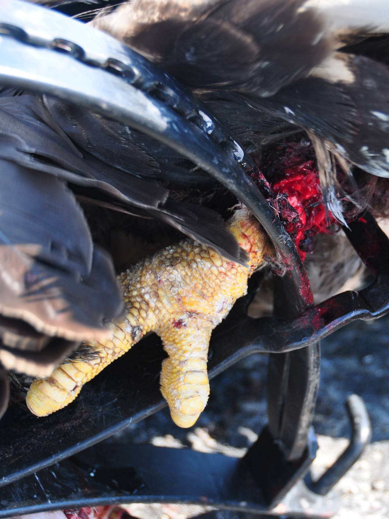 En blodig og nesten avkuttet ørnefot fanget i en fotsaks