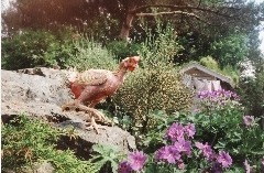 Bilde viser en høne i stor hage