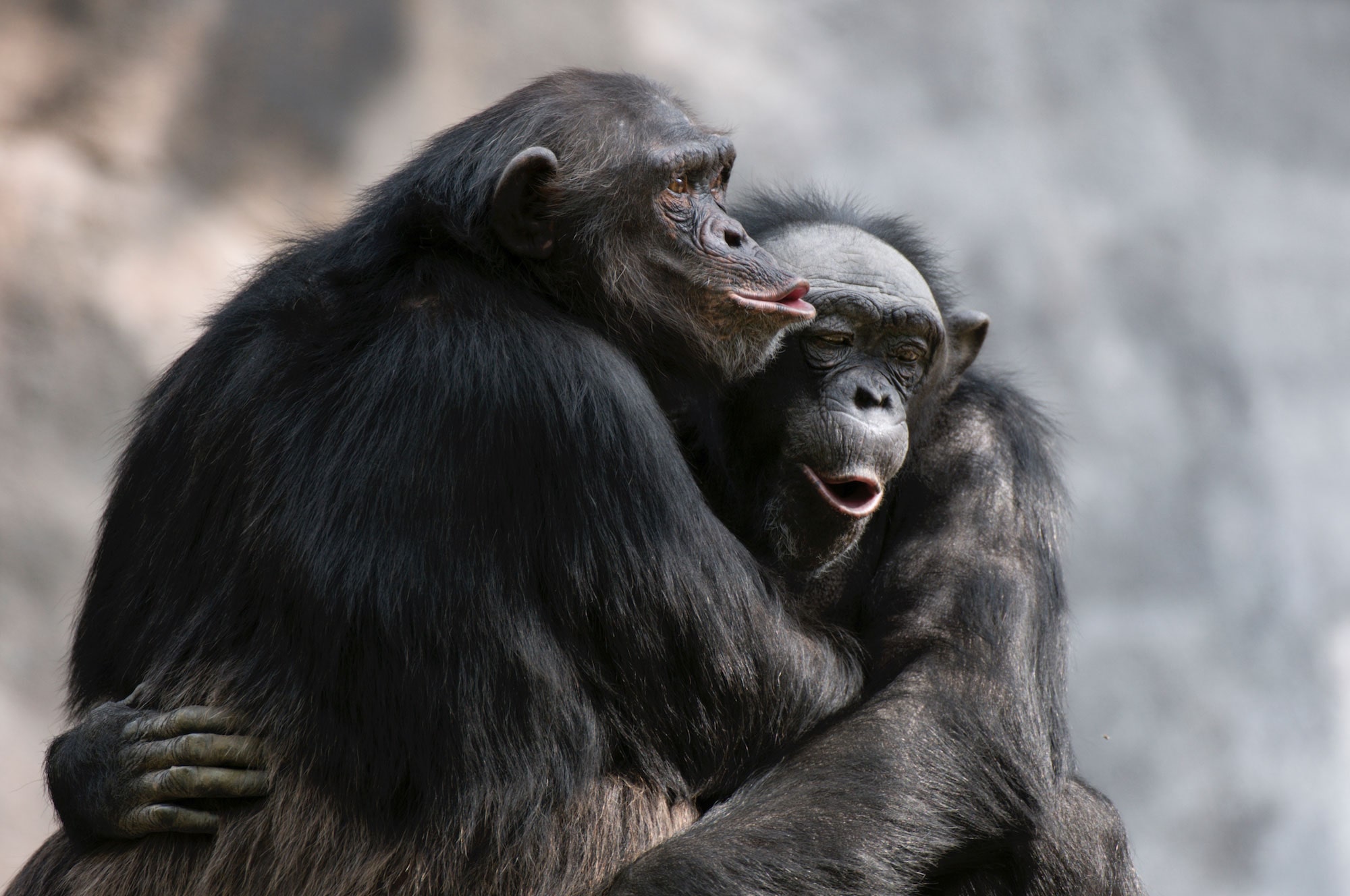 To sjimpanser som klemmer