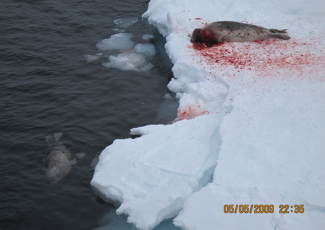 En skadeskutt sel flyter i vannet, en skutt sel ligger i blod rett ved iskanten.